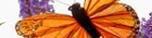 Aradia